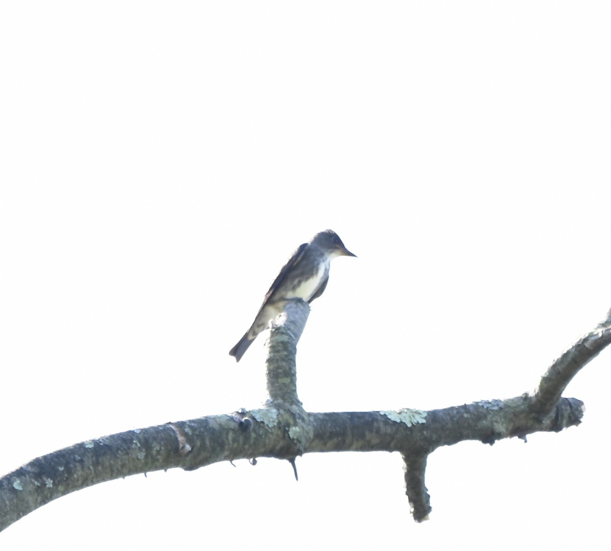 Olive-sided Flycatcher - ML624011015