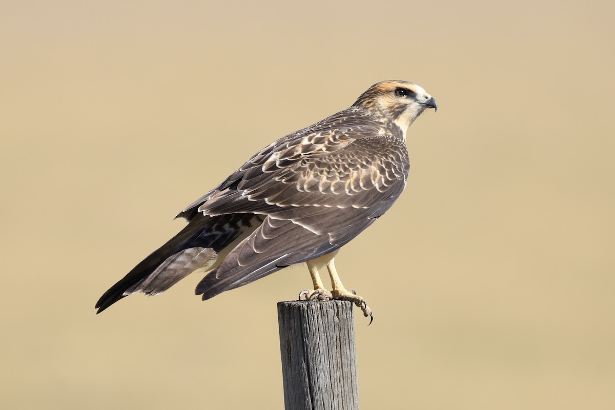 Swainson's Hawk - ML624011027