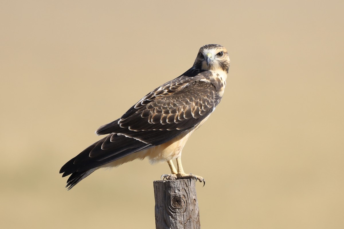 Swainson's Hawk - ML624011028