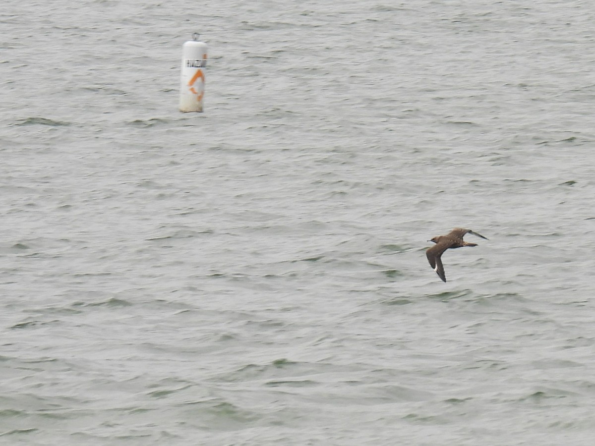 Parasitic Jaeger - Tyler Stewart