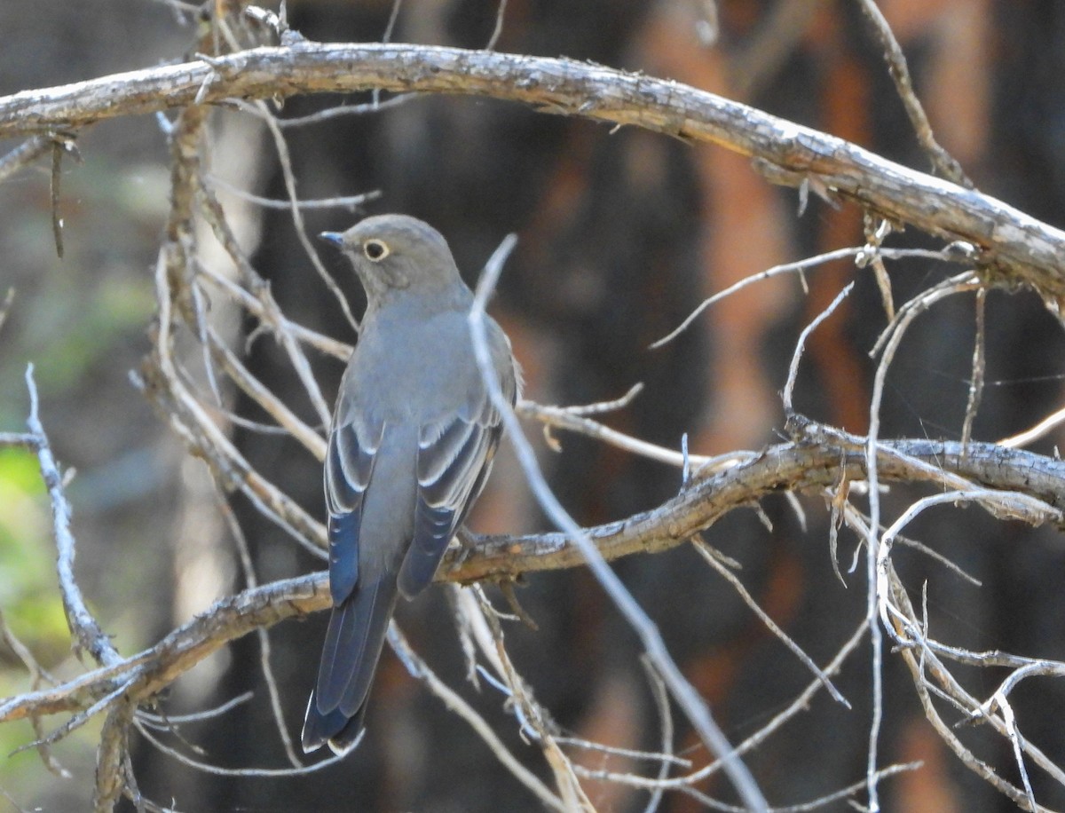 Townsend's Solitaire - ML624011058