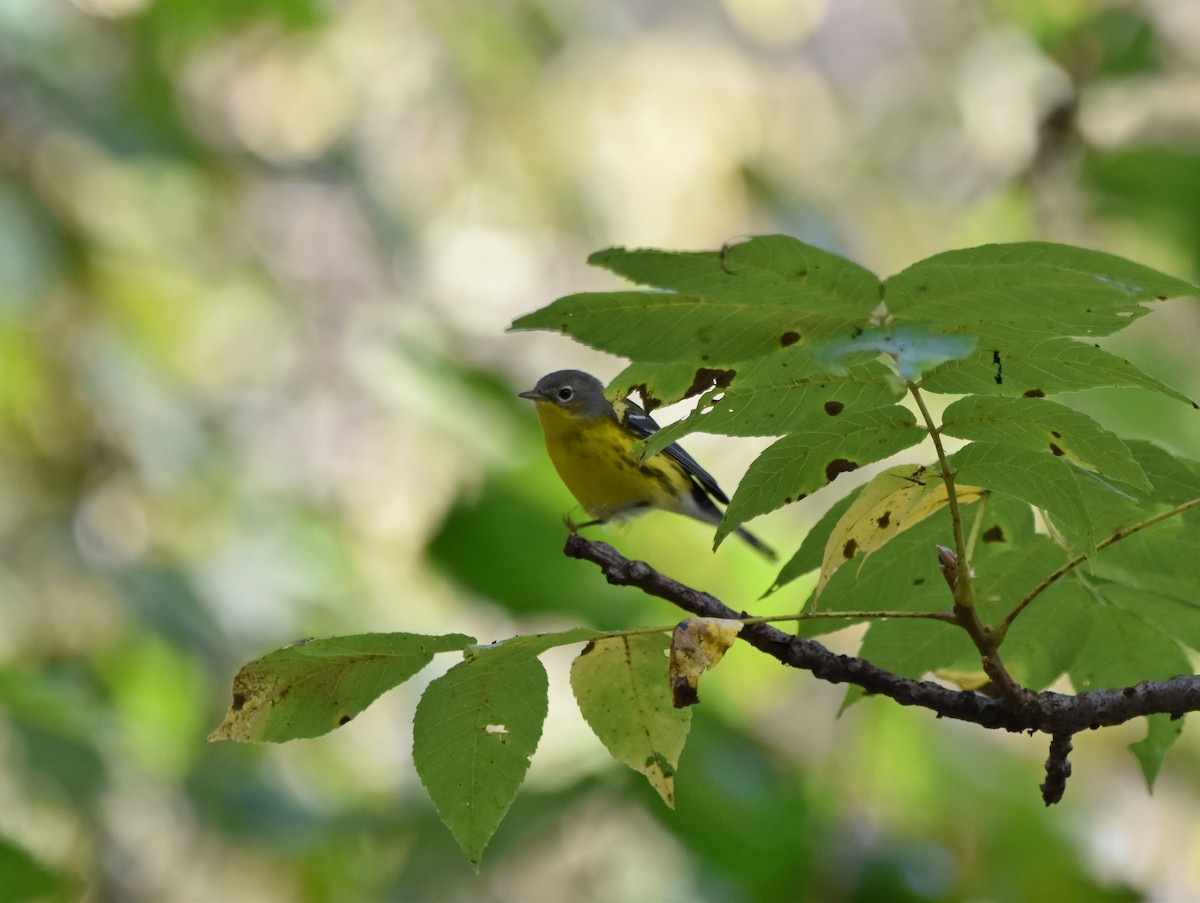 Magnolia Warbler - ML624011060