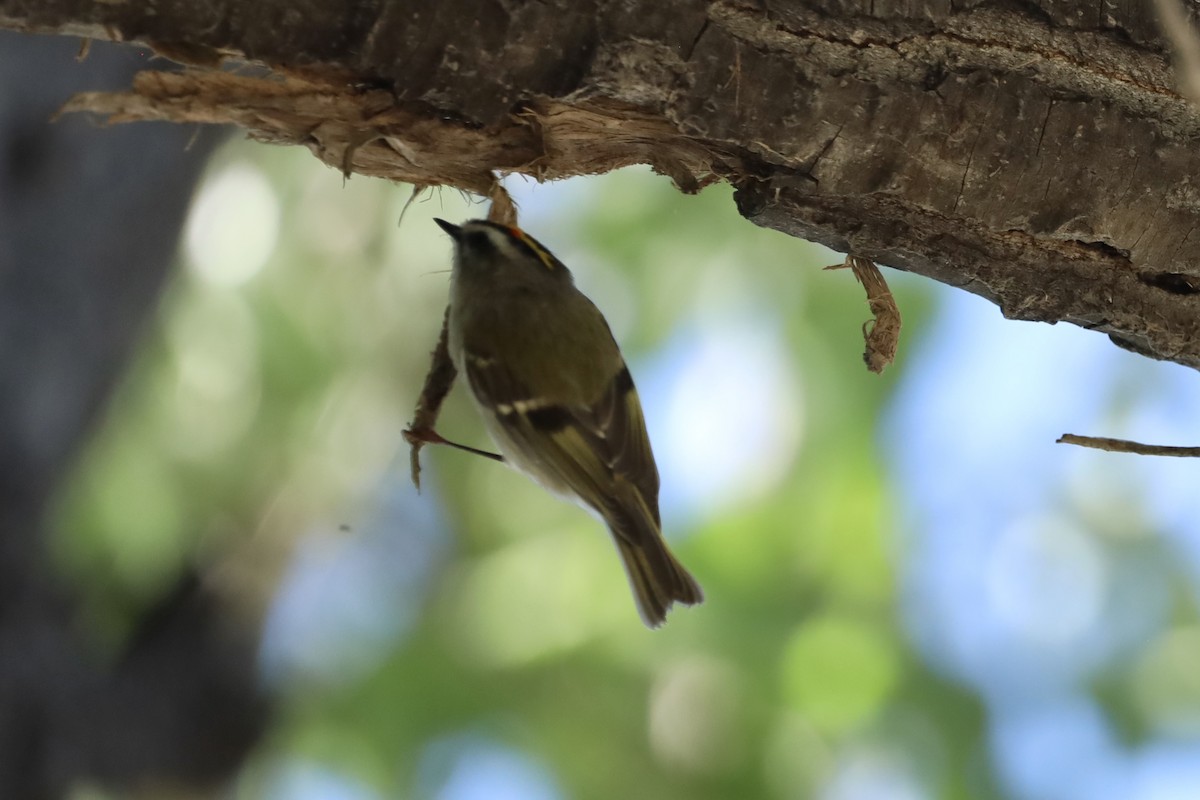 Golden-crowned Kinglet - ML624011061