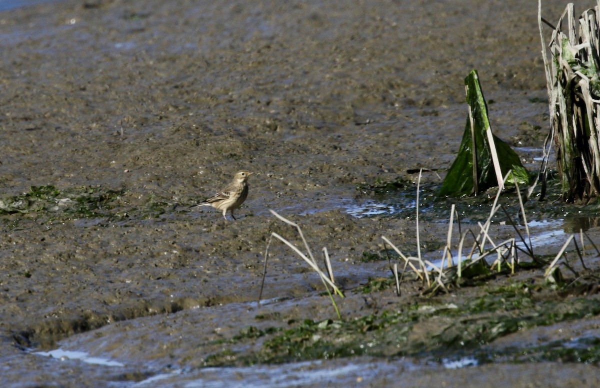 American Pipit - ML624011078