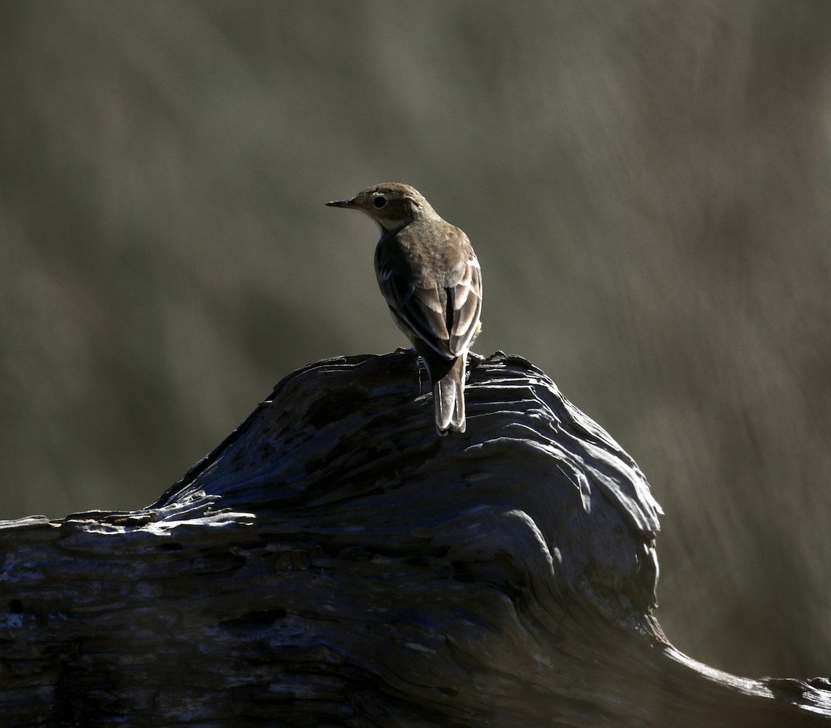 American Pipit - ML624011079