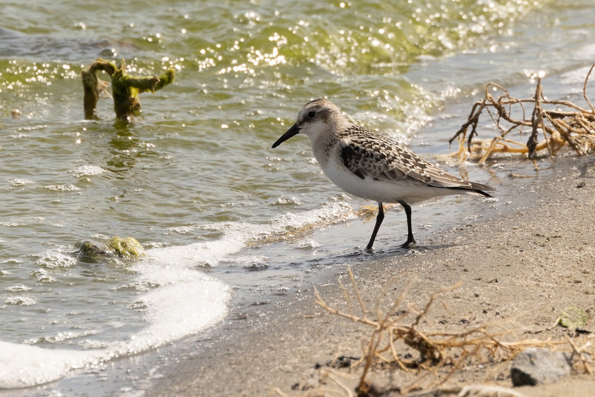 Sanderling - Sam Denenberg