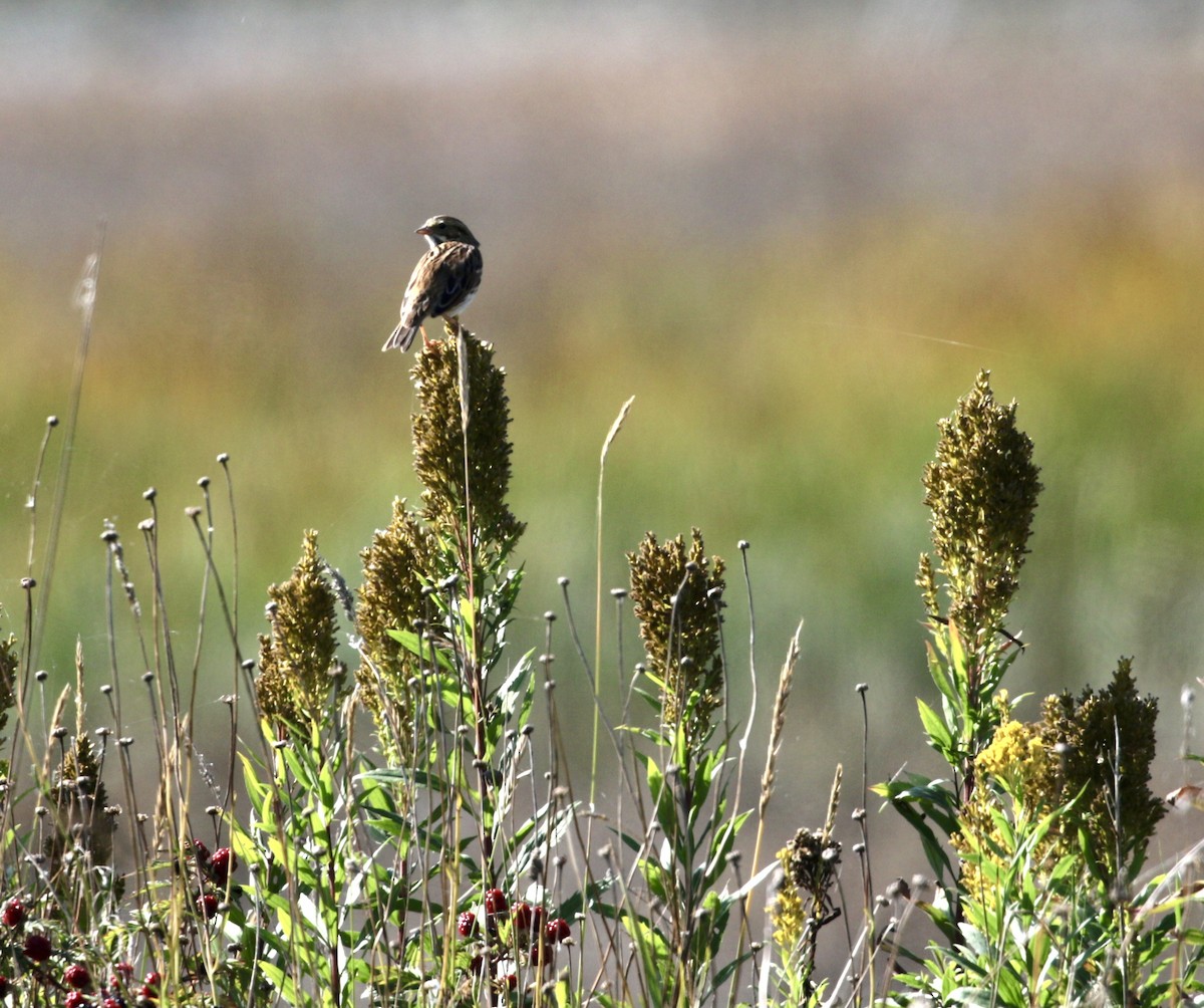 Savannah Sparrow - ML624011085