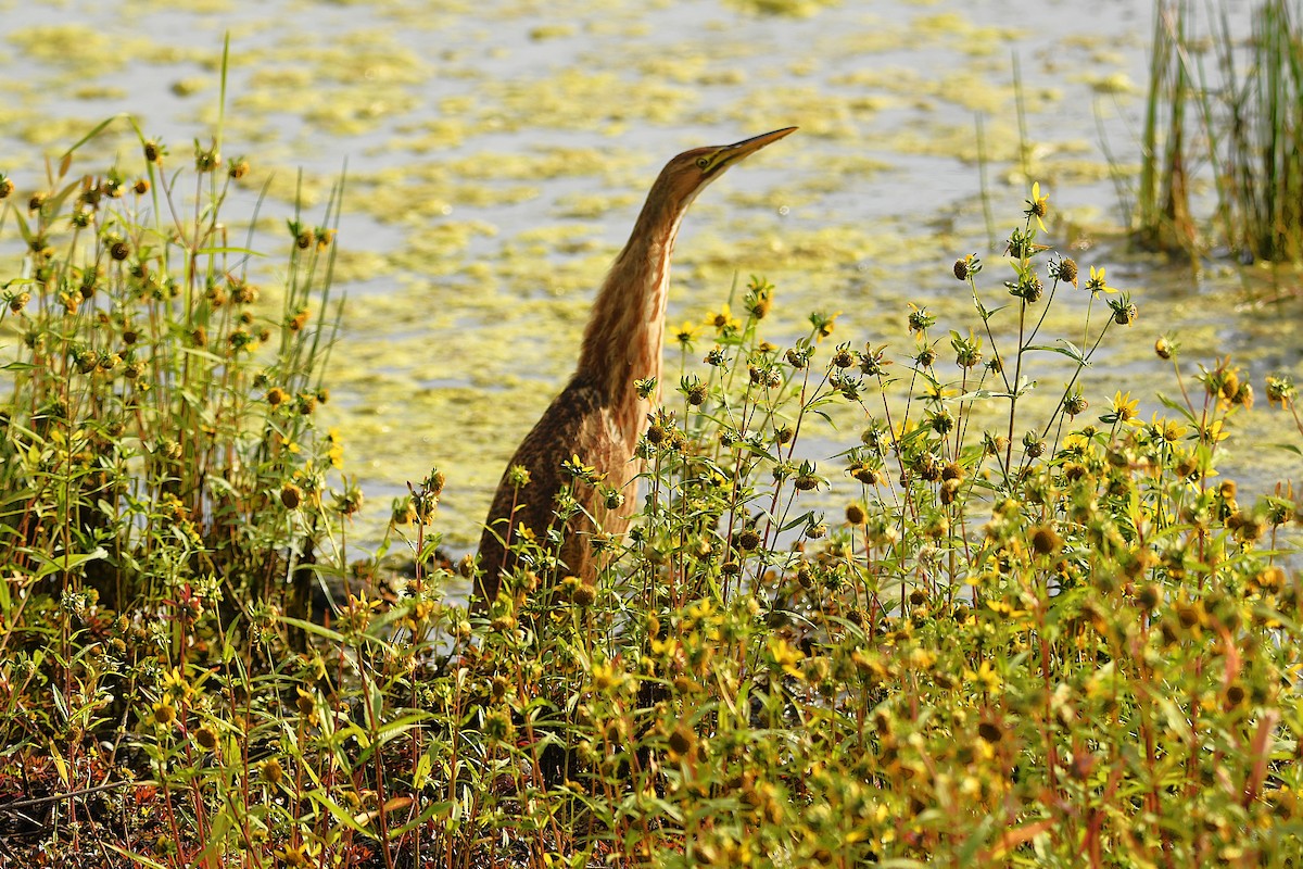 American Bittern - ML624011088