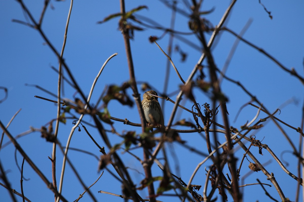 Lincoln's Sparrow - ML624011090