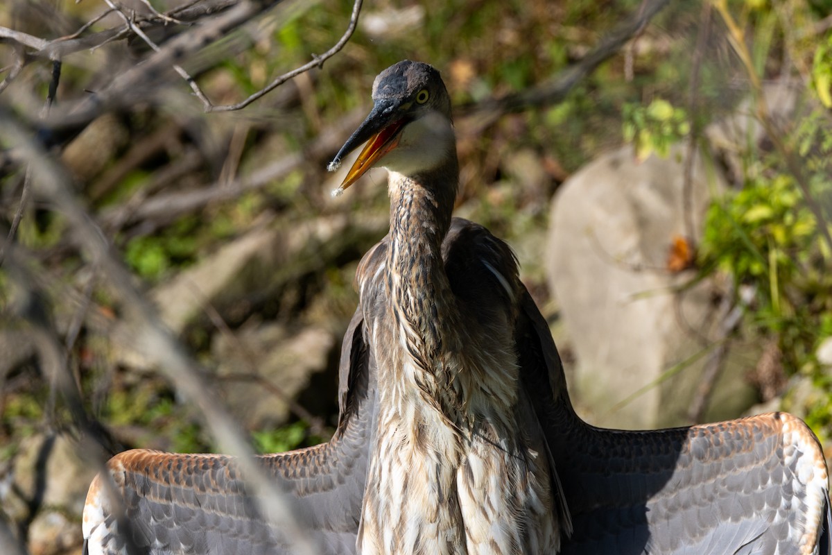 Great Blue Heron - ML624011098
