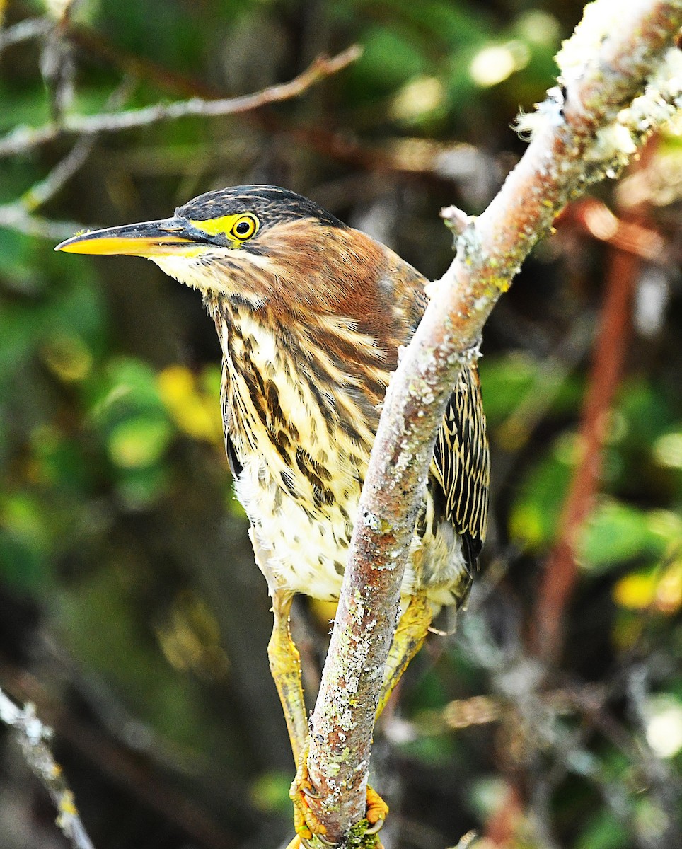 Green Heron - Robin P