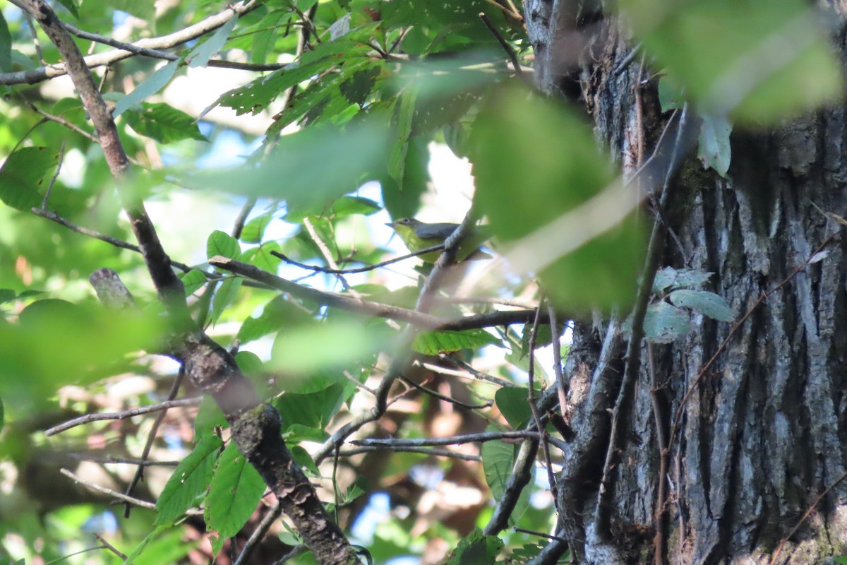 Canada Warbler - Adam Betuel