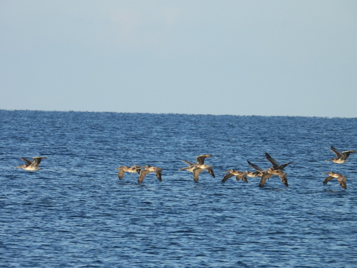 Brown Pelican - ML624011134