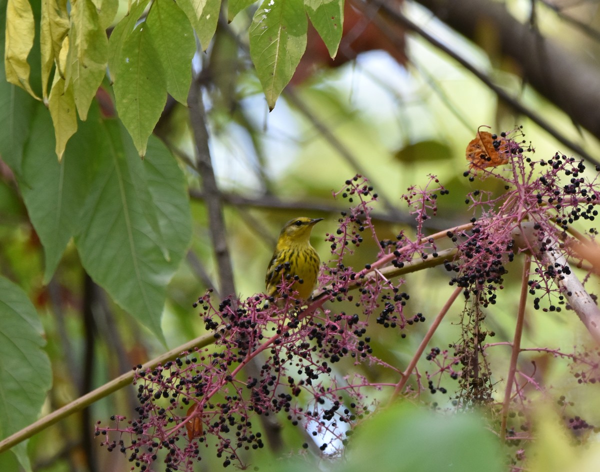 Cape May Warbler - ML624011143