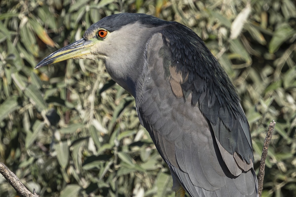 Black-crowned Night Heron - ML624011154