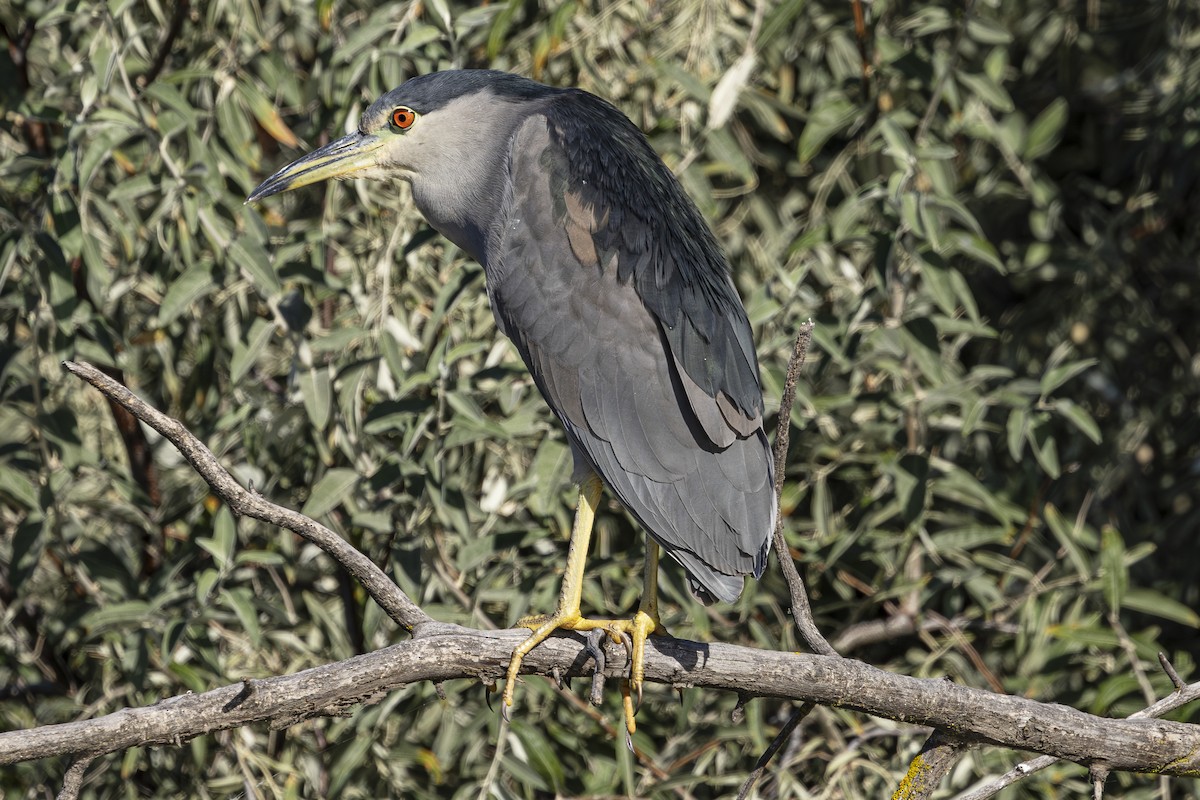 Black-crowned Night Heron - ML624011159