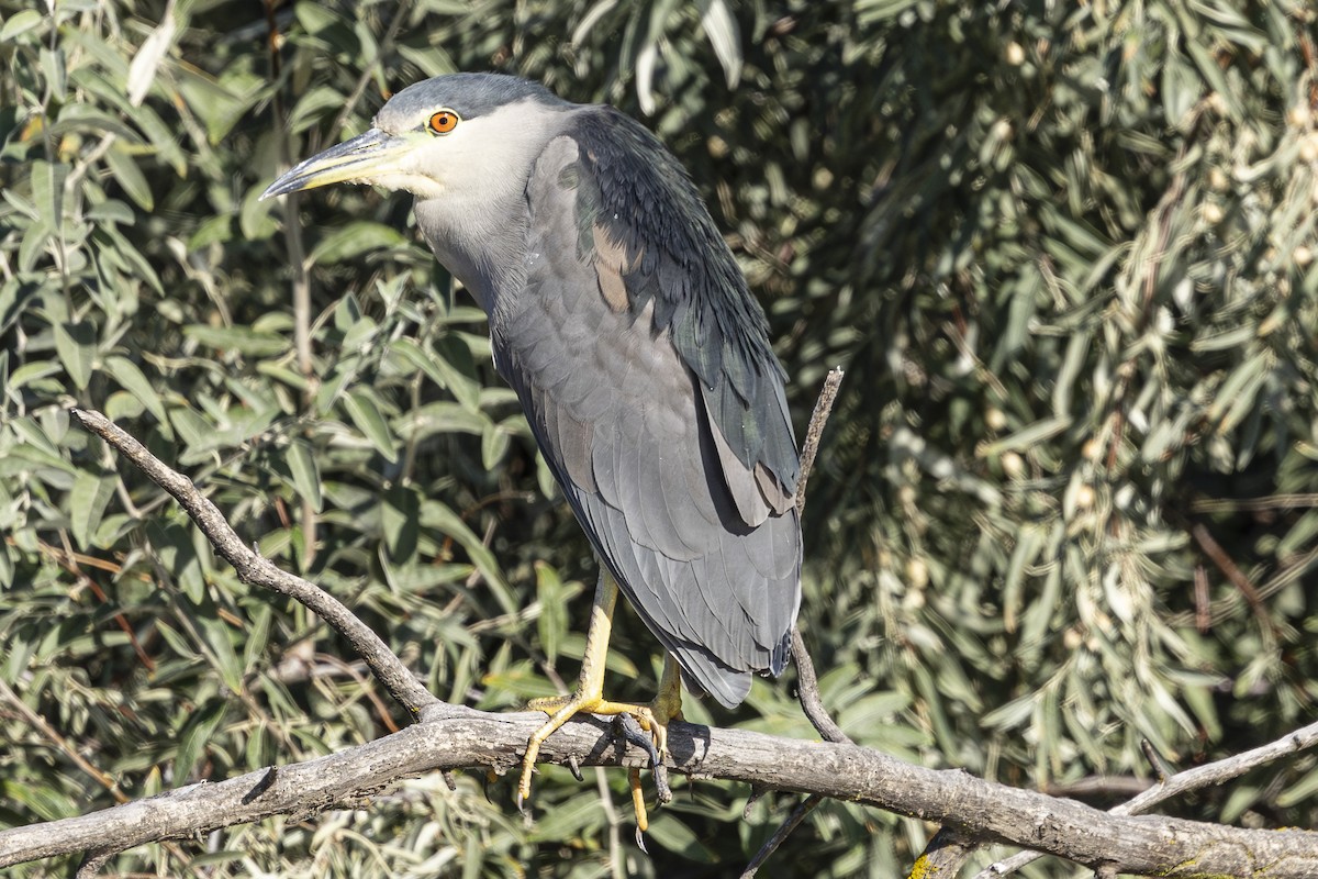 Black-crowned Night Heron - ML624011161