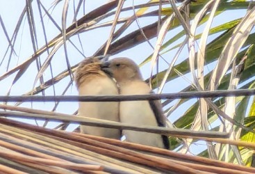 African Silverbill - ML624011163