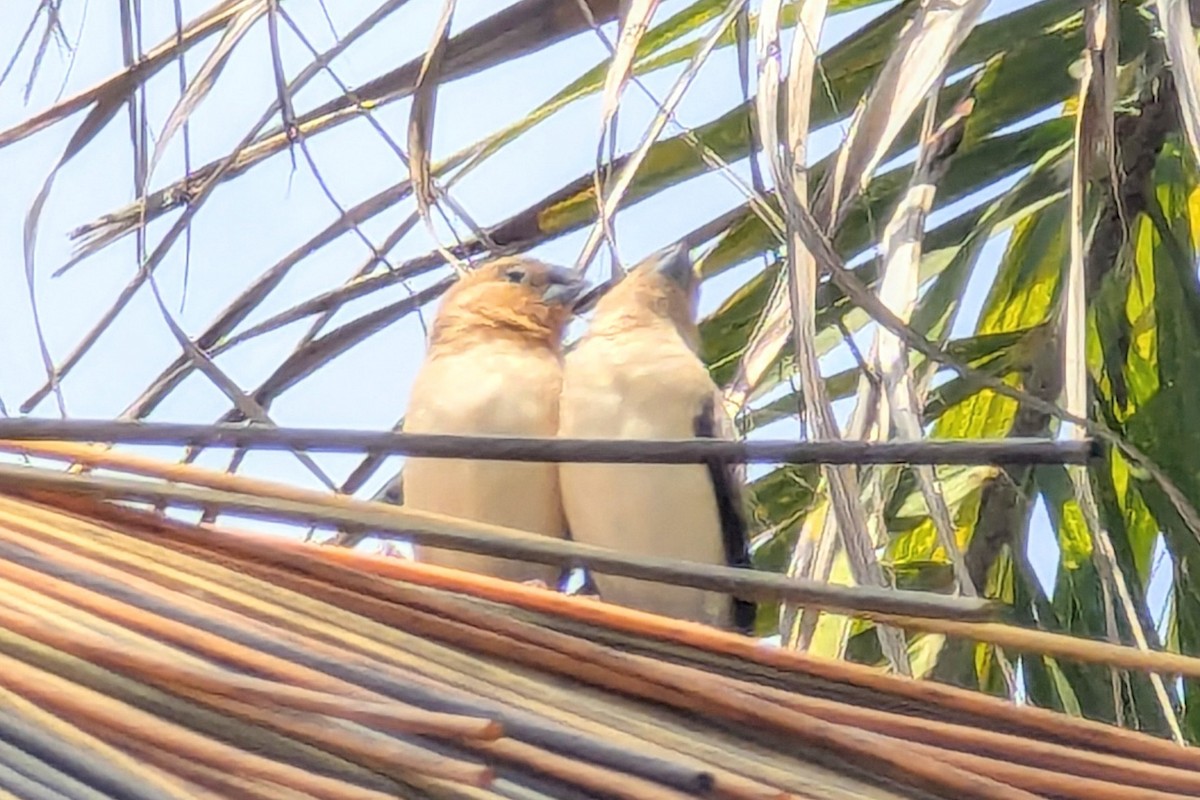 African Silverbill - ML624011165