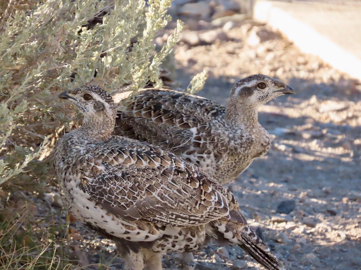 Greater Sage-Grouse - Susan Cole