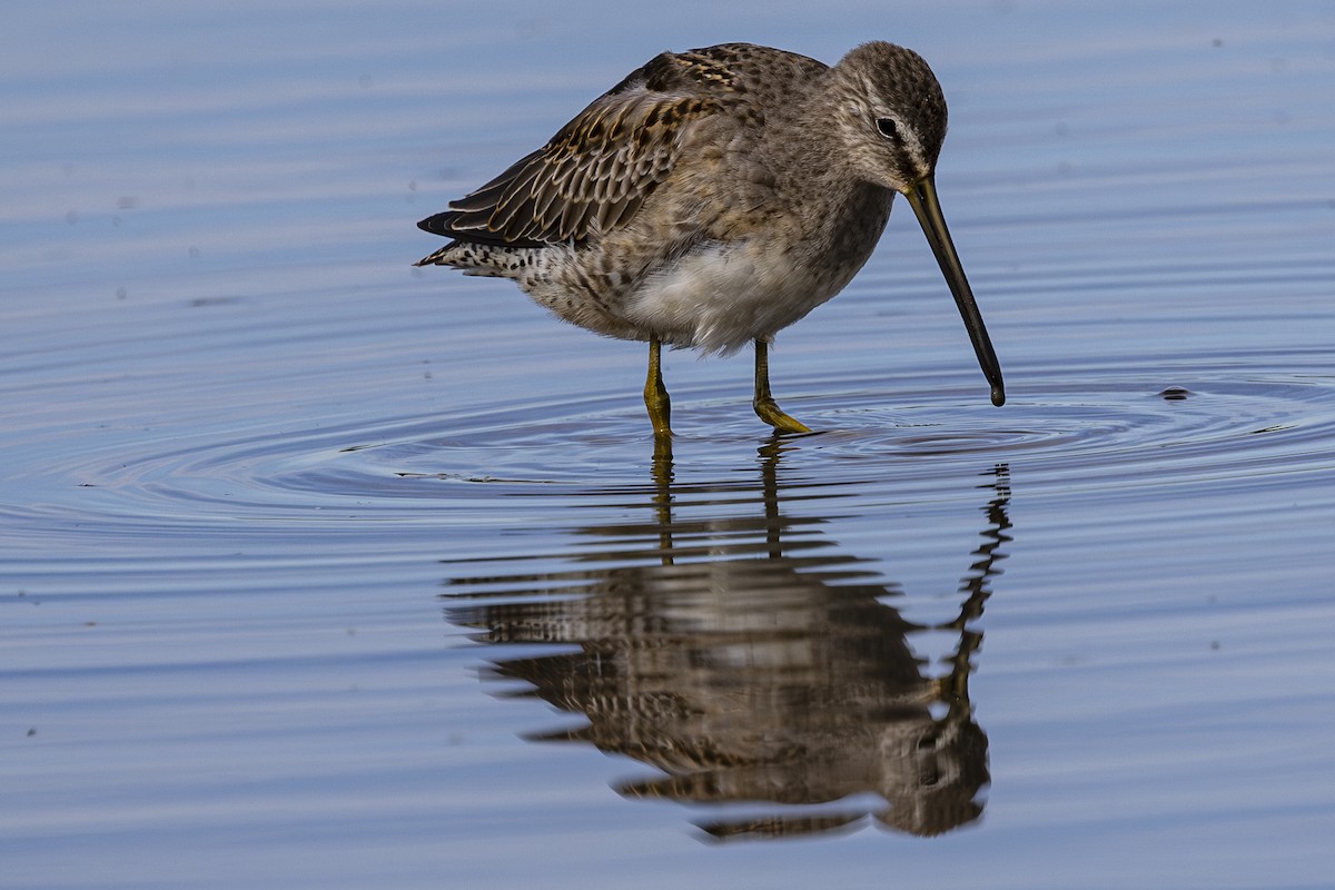 Long-billed Dowitcher - ML624011194