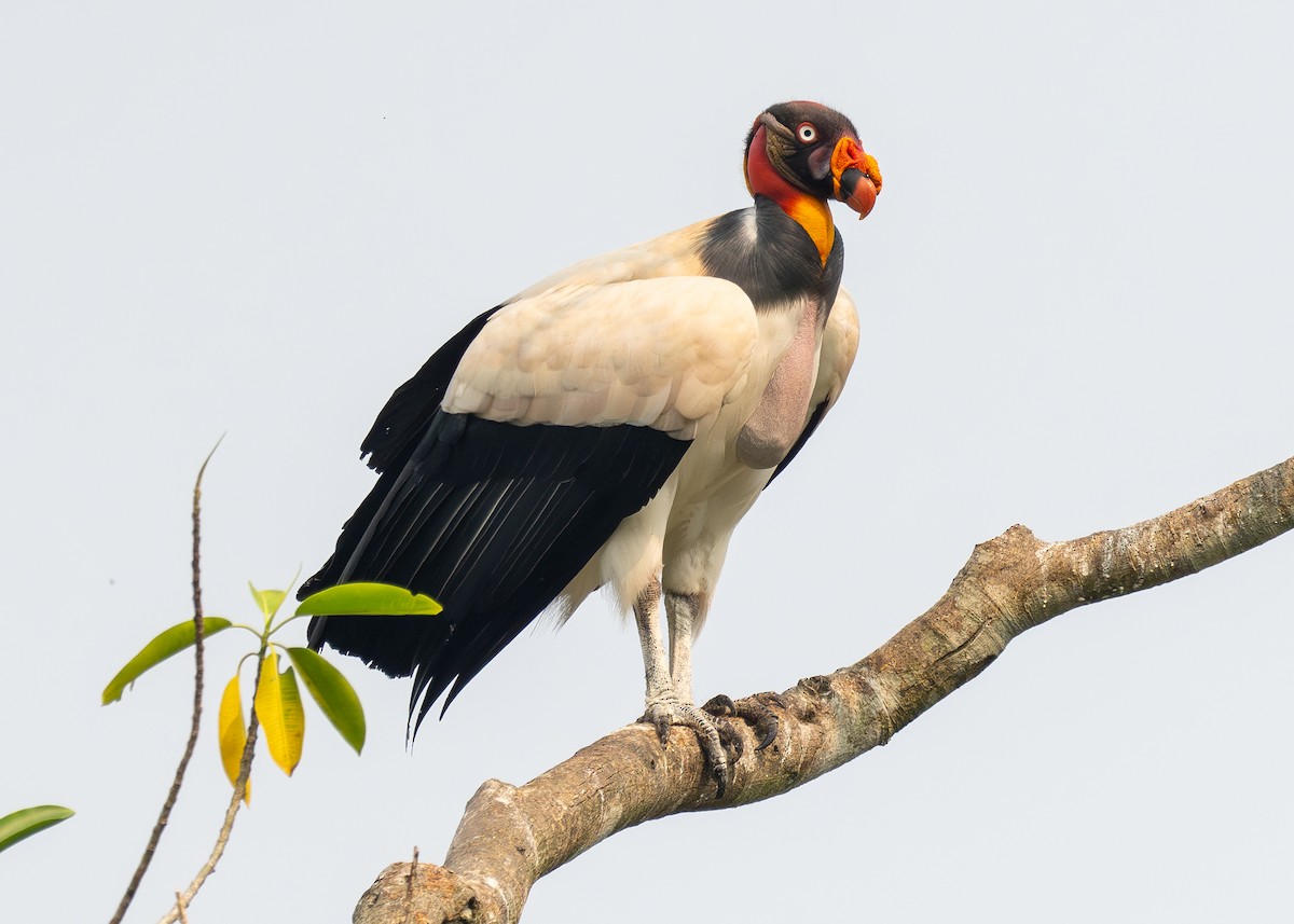 King Vulture - ML624011199