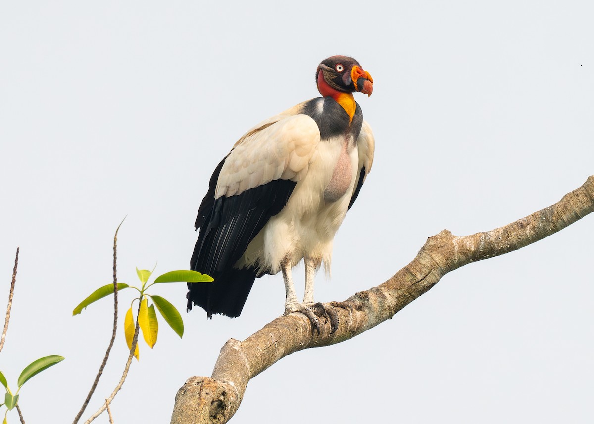 King Vulture - ML624011200