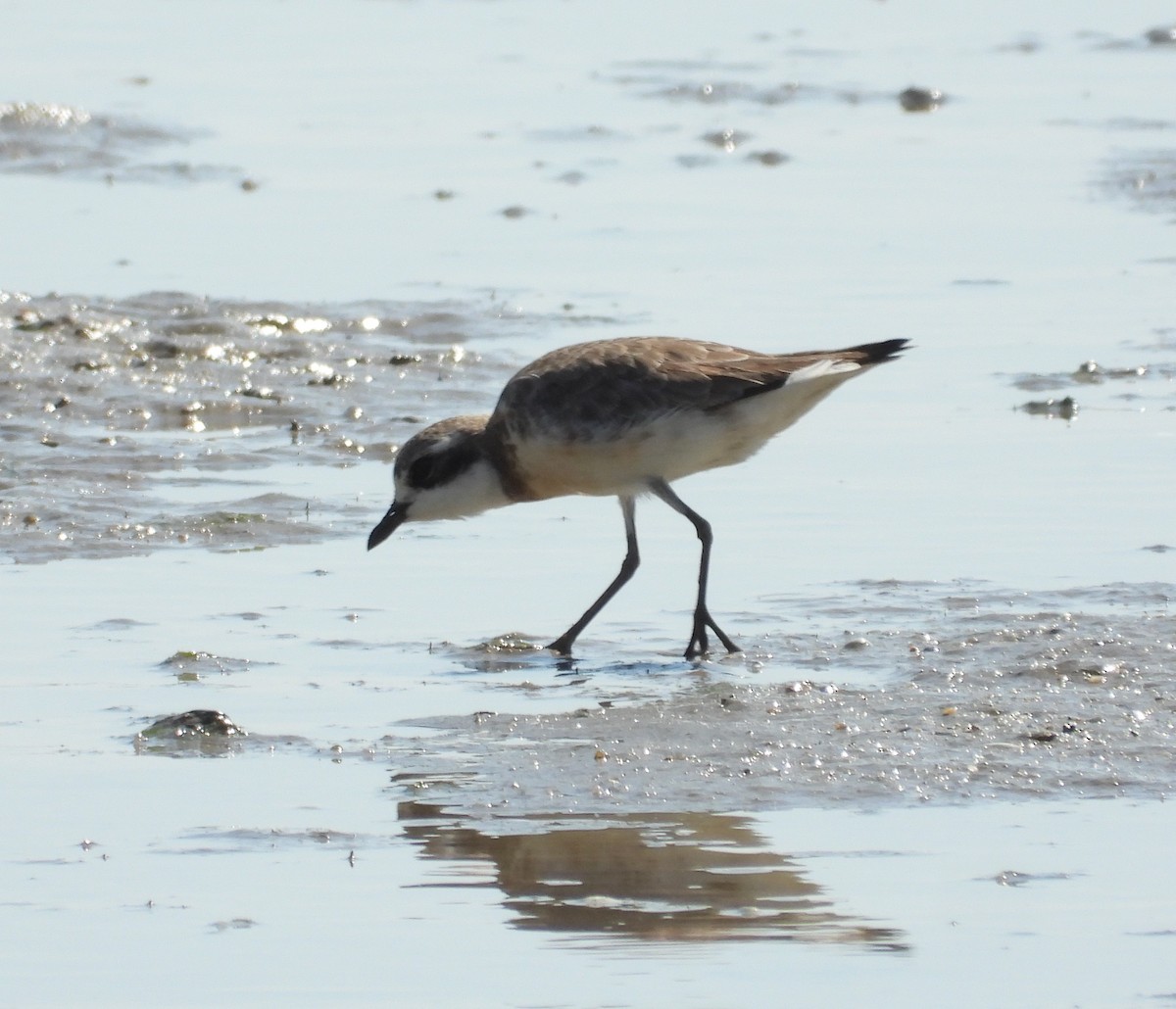 Siberian Sand-Plover - ML624011216