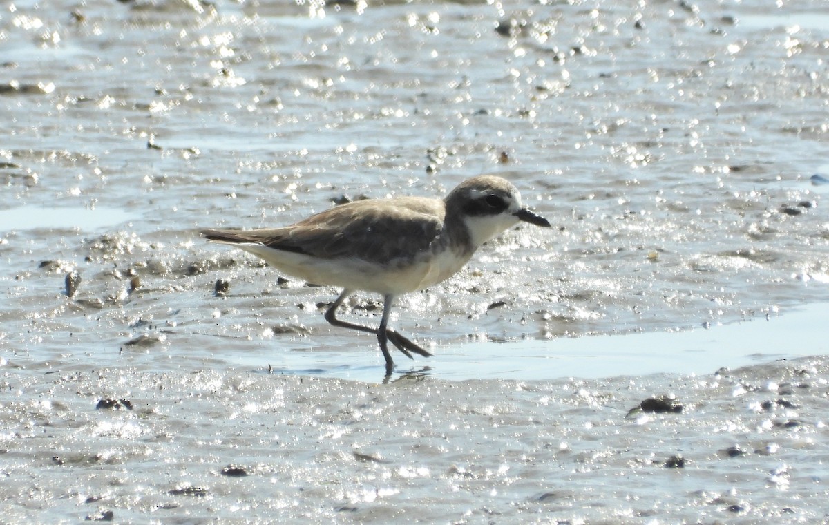 Siberian Sand-Plover - ML624011217