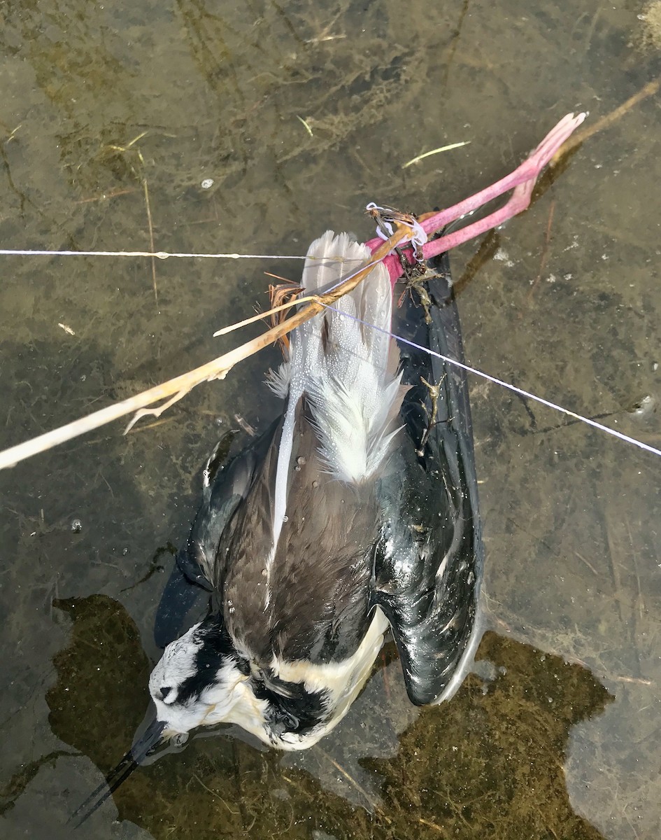 Black-necked Stilt (White-backed) - ML624011219