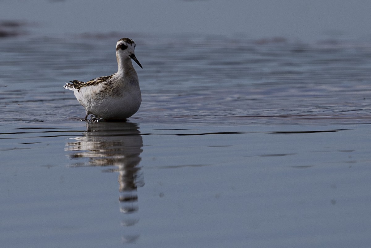 Red-necked Phalarope - ML624011221