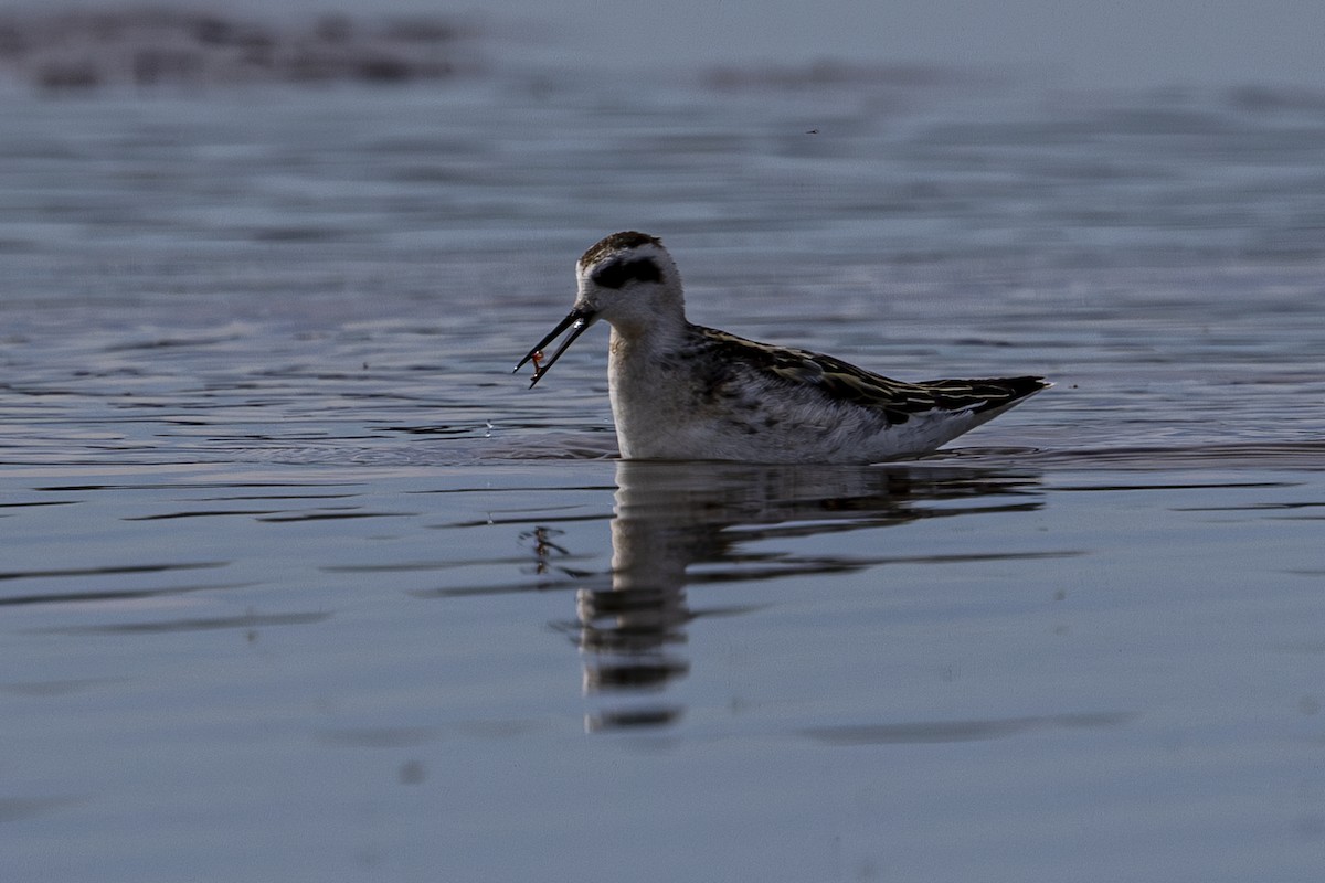 Red-necked Phalarope - ML624011222