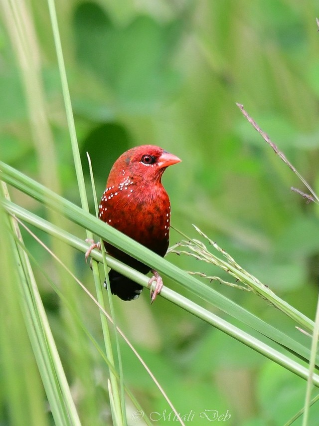 Red Avadavat - ML624011272