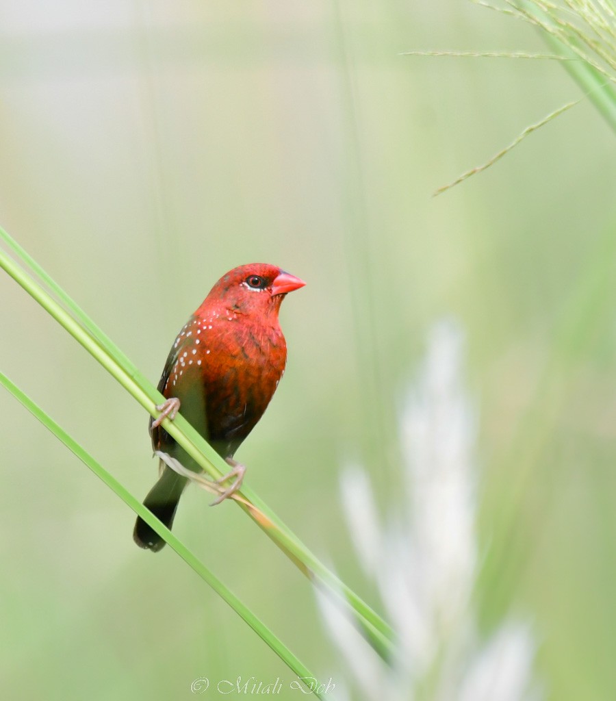 Bengalí Rojo - ML624011273