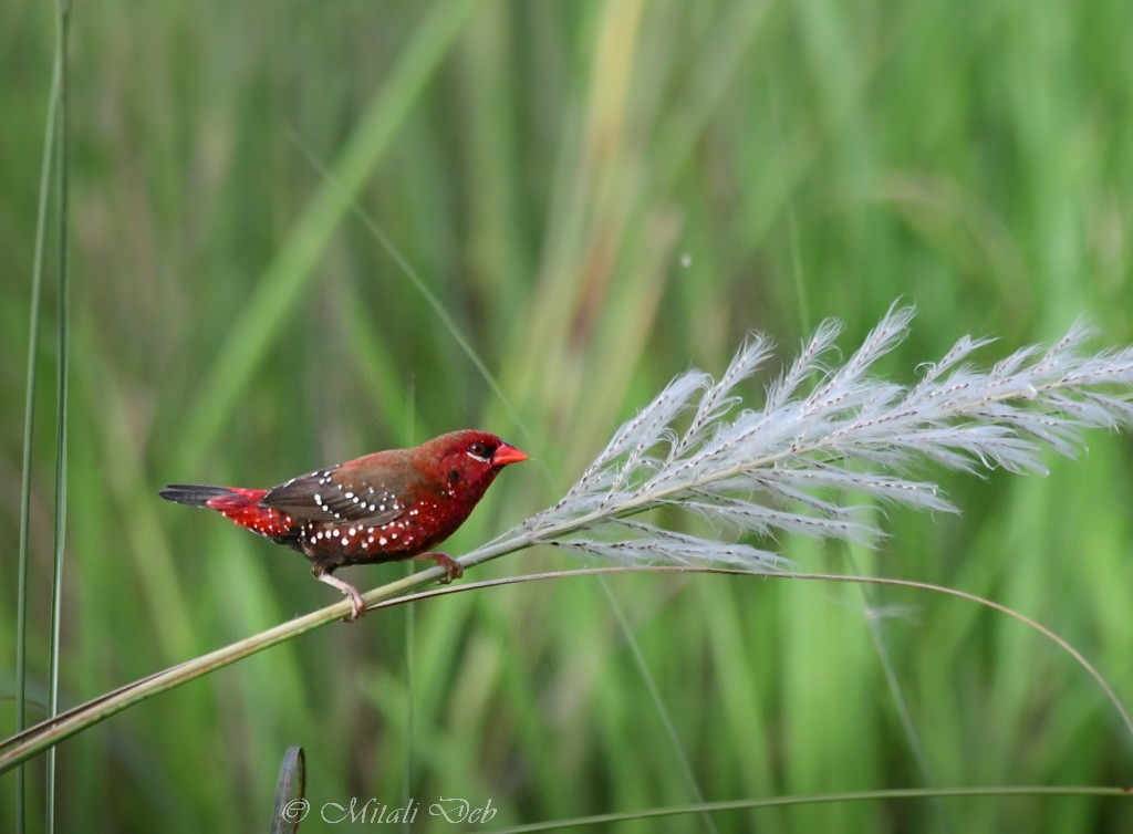 Red Avadavat - ML624011274