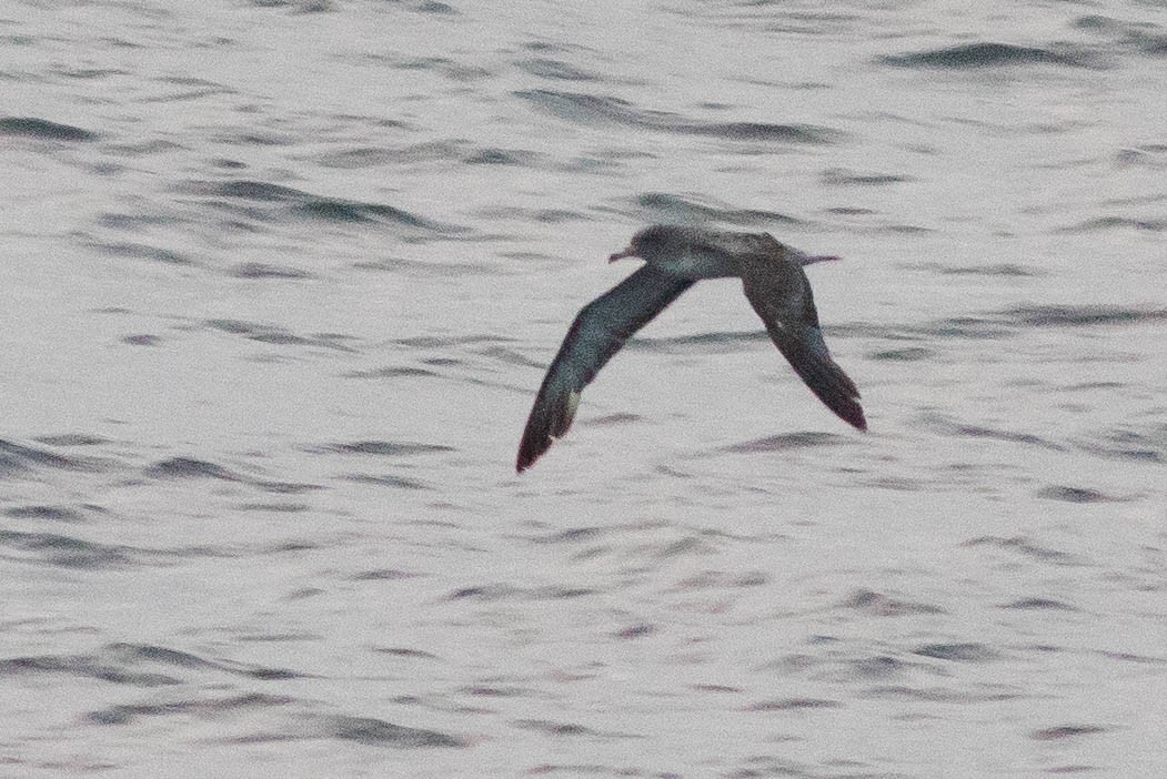 Cory's Shearwater (borealis) - ML624011288