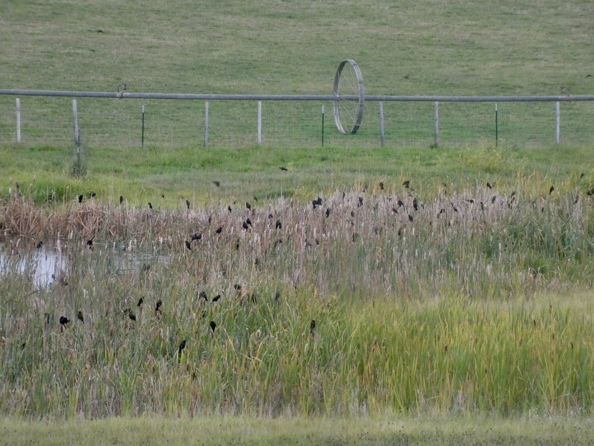 Red-winged Blackbird - Gerhard Kuhn