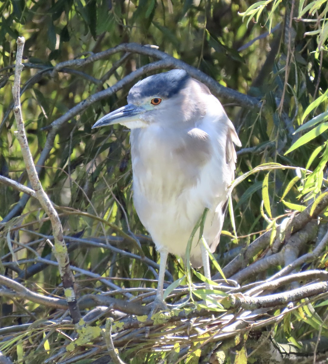 Black-crowned Night Heron - George Chrisman