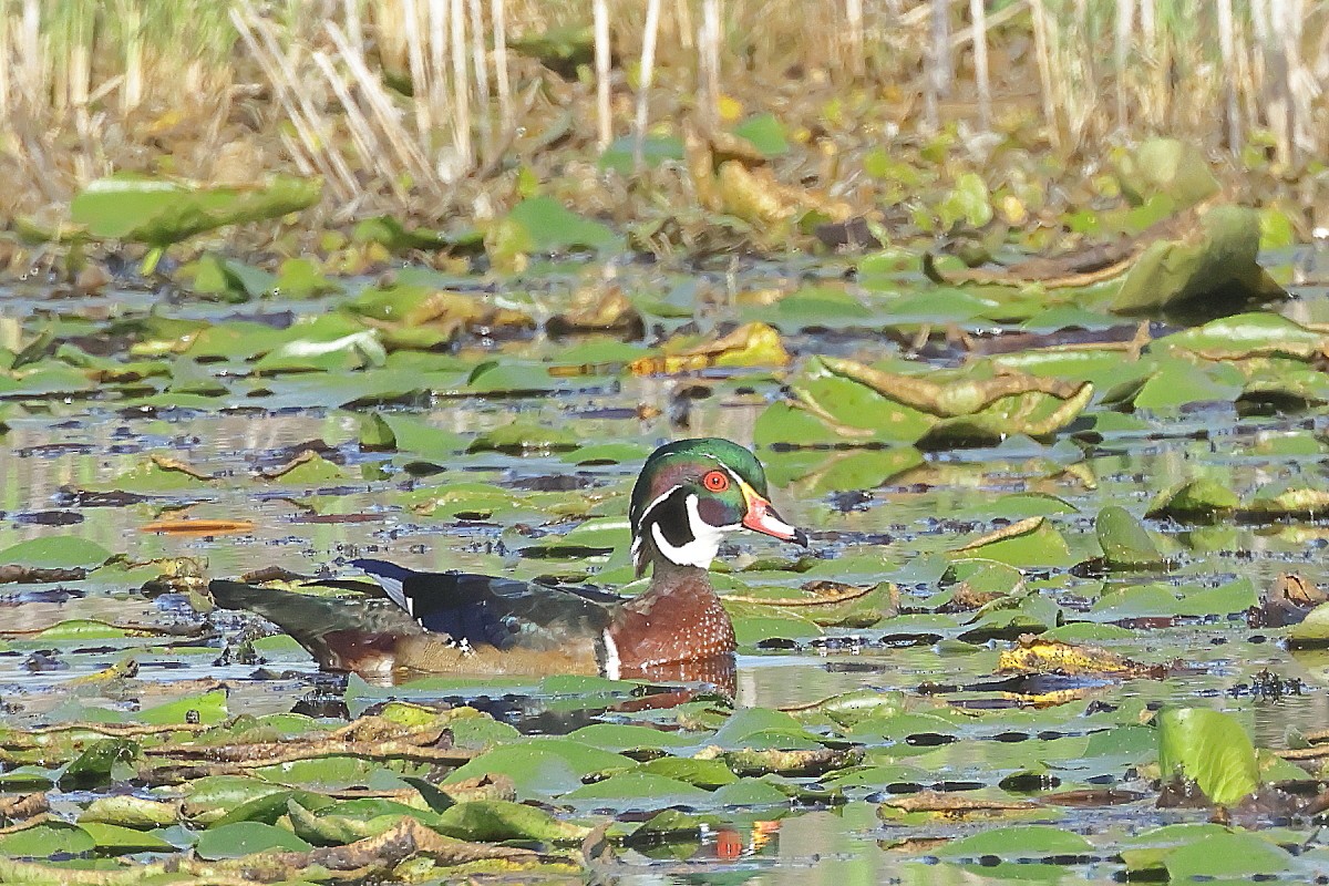 Wood Duck - ML624011334