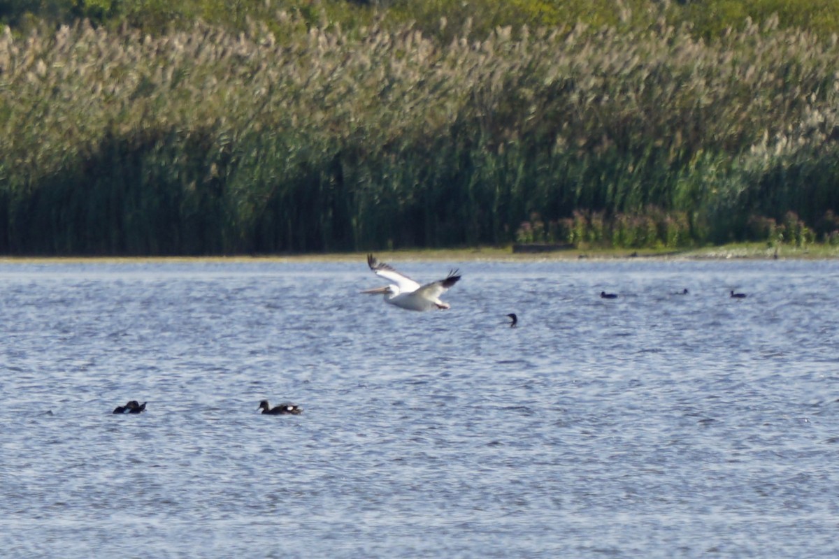 American White Pelican - ML624011340