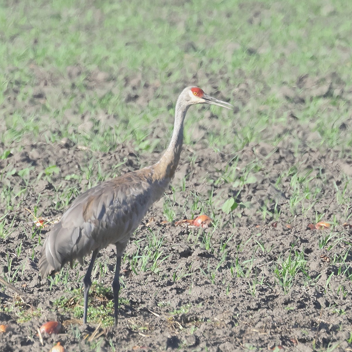 Sandhill Crane - ML624011341