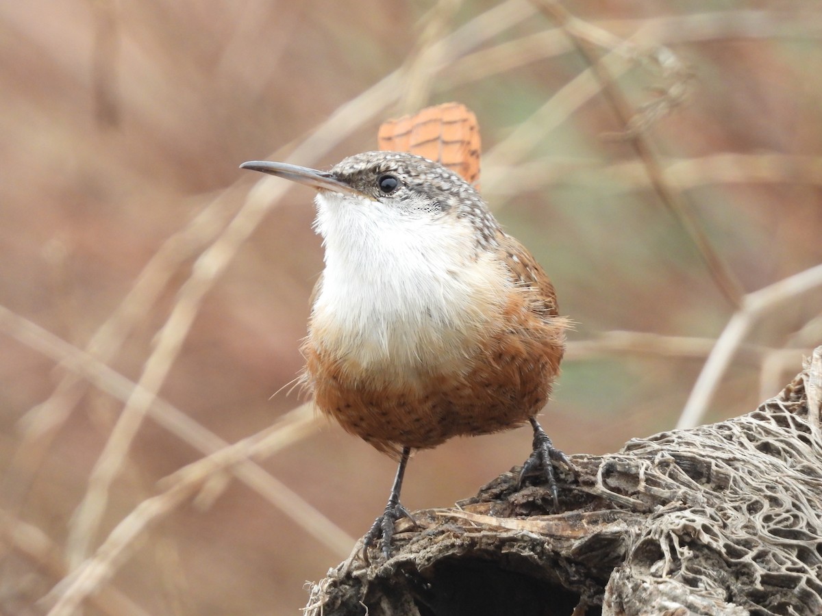 Canyon Wren - ML624011351