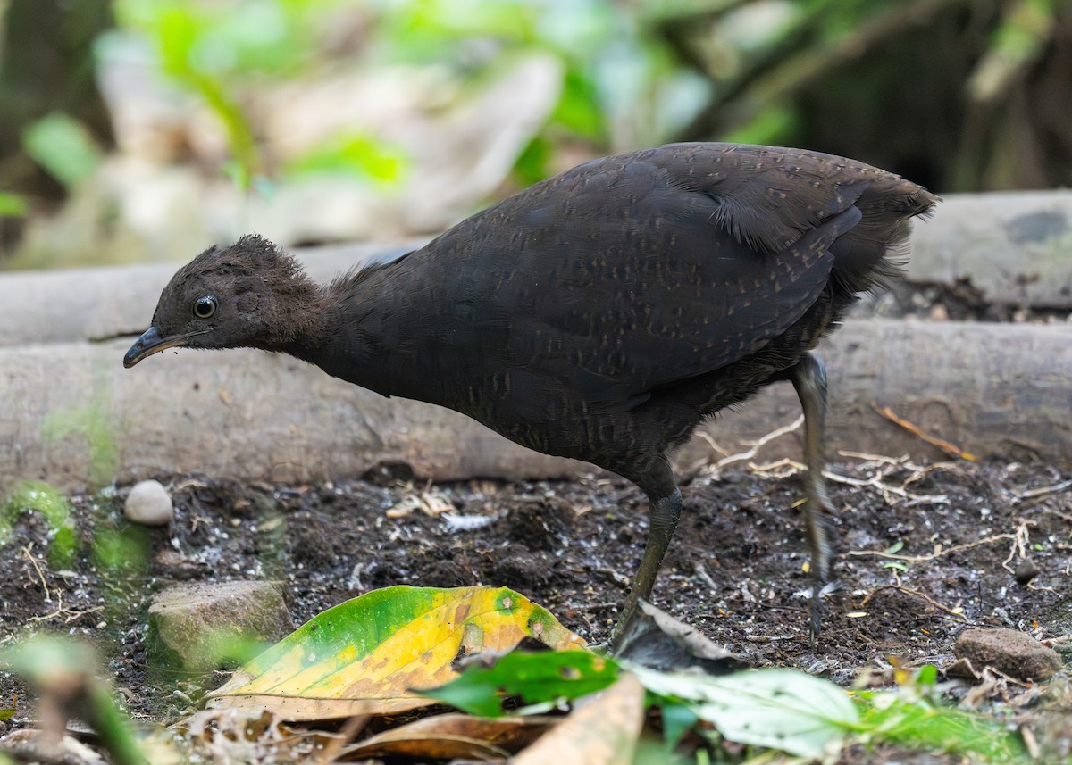 Tinamou cendré - ML624011352