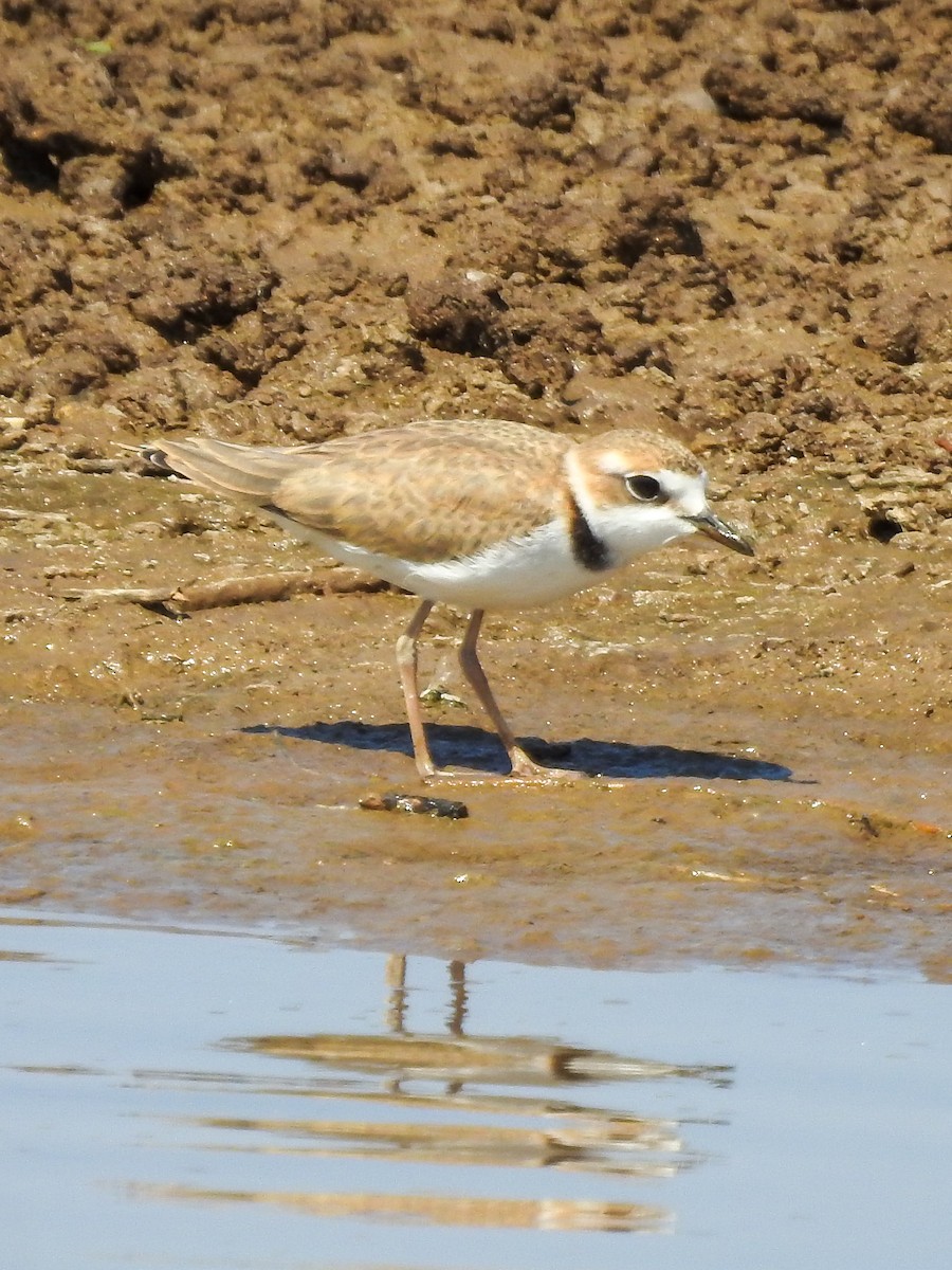 Collared Plover - ML624011358