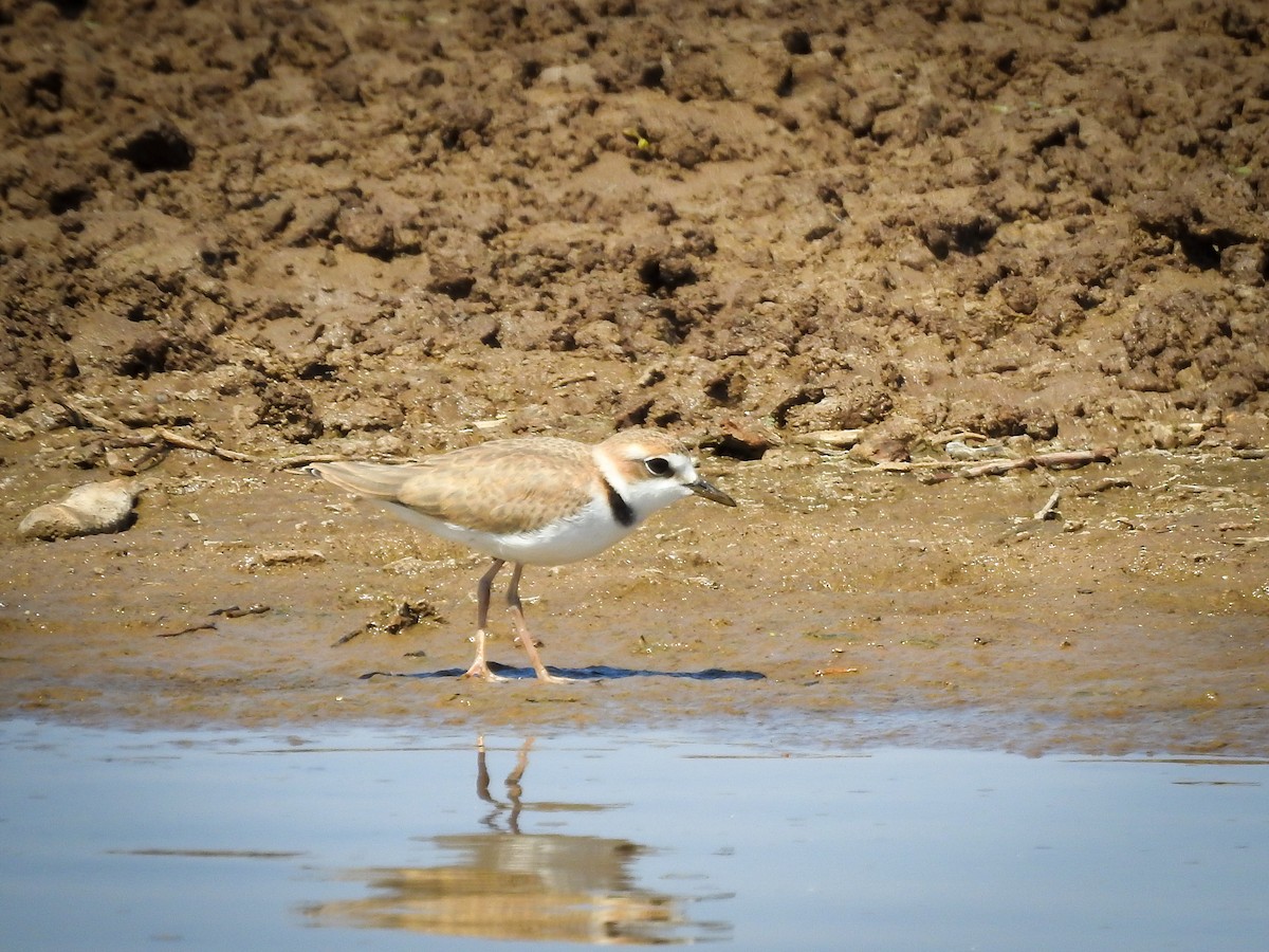 Collared Plover - ML624011359