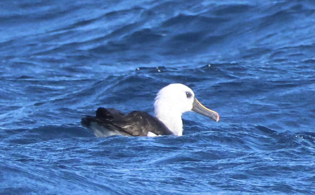 Atlantic Yellow-nosed Albatross - ML624011390