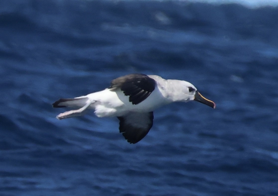 Atlantic Yellow-nosed Albatross - ML624011391