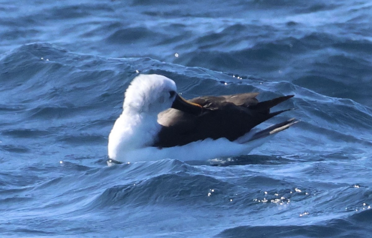 Atlantic Yellow-nosed Albatross - ML624011392