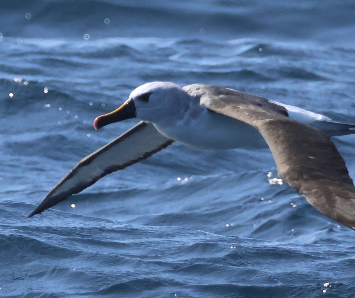 Atlantic Yellow-nosed Albatross - ML624011393