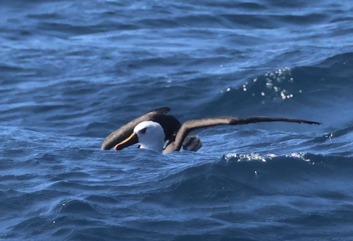 Atlantic Yellow-nosed Albatross - ML624011394